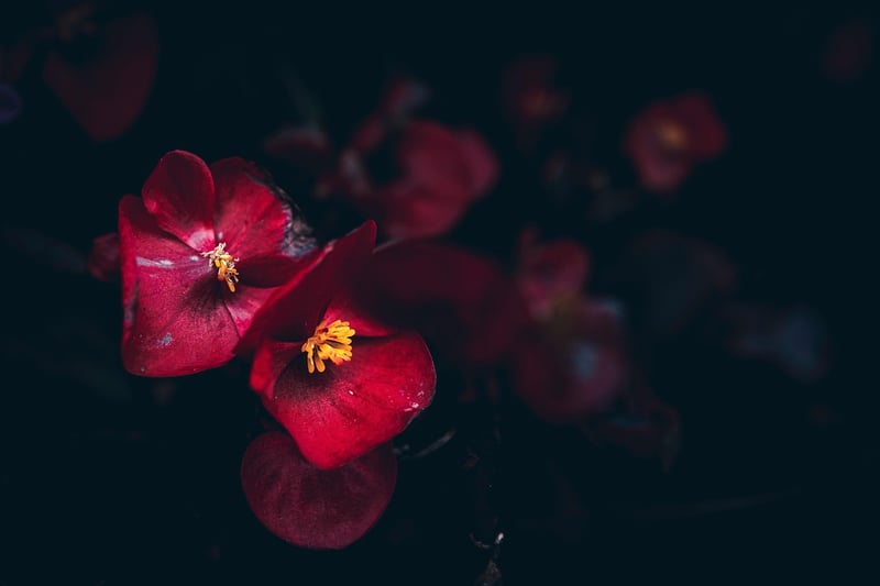 Begonias