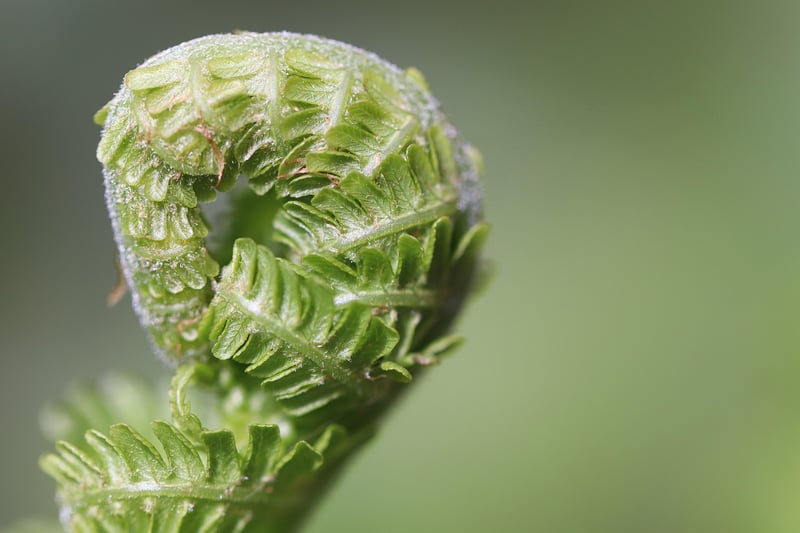 Fern