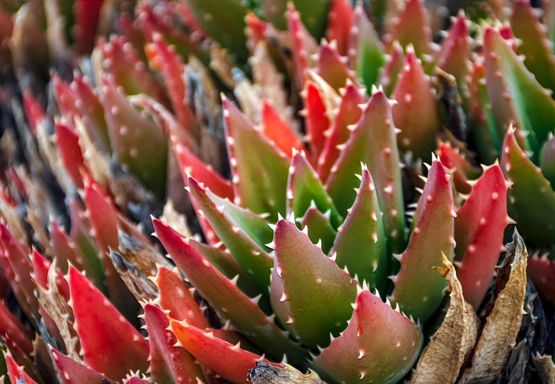 Succulents Display